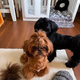 Annie - Shih Tzu