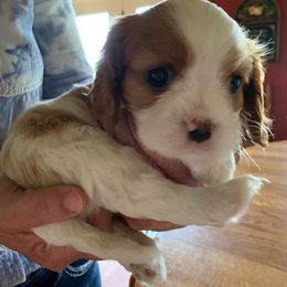 Cavalier King Charles Spaniel Puppies from Abbey Road Cavaliers