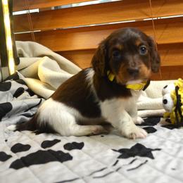 Skittles - Chocolate and cream male Dachshund puppy in Pearland, Texas from Texas Dachshund Dreams