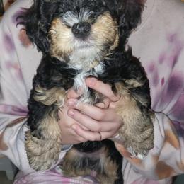 Ginger Rogers - Black and tan brindle female Havanese puppy in Conroe, Texas from Puppies For A Purpose