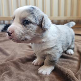 AKC Cardigan Boy 'Dash - Blue merle and white male Cardigan Welsh Corgi puppy in Tombstone, Arizona from WeVolution Off-Grid