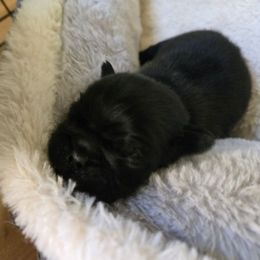Black boy 3 - Black male Pug puppy in Gaffney, South Carolina from Sunset Farms