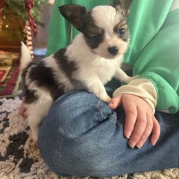 Chase - White and sable male Papillon puppy in Powell, Wyoming from Heart Mountain Kennels