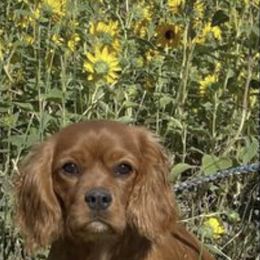 Cavalier King Charles Spaniel and Cavapoo Puppies from Sunny Hill Puppies