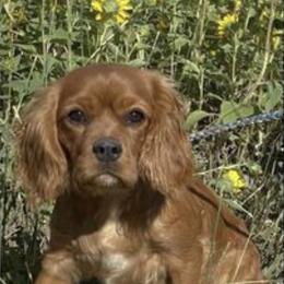 Cavalier King Charles Spaniel and Cavapoo Puppies from Sunny Hill Puppies