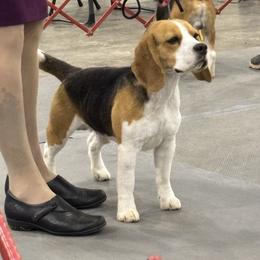Henry - Beagle
