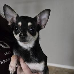 Jr - Black and tan male Chihuahua puppy in Tulsa, Oklahoma from Hart's Chihuahuas