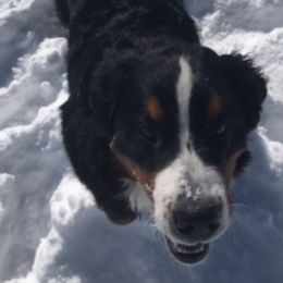 Bernese Mountain Dogs from Great Basin BMD