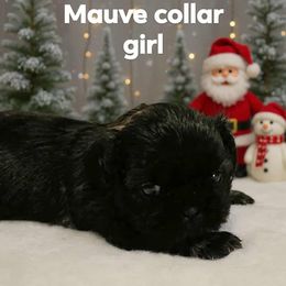 Mauve collar girl - Sable female Shih Tzu puppy in Woodsfield, Ohio from ROSE LANE SHIH TZUS