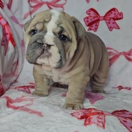 Valentine - Lilac tri-color female Bulldog puppy in Franklin Grove, Illinois from Illinois Bullies Kennel