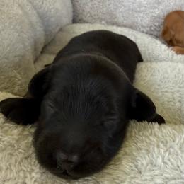 AKC Black Male - Black male Dachshund puppy in Sumrall, Mississippi from JP’s Dachshunds