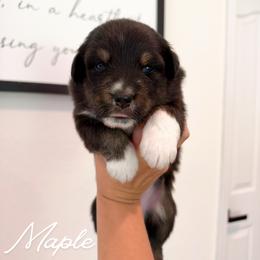 Maple - Black tri-color female Australian Shepherd puppy in Fort Pierce, Florida from JS Aussies