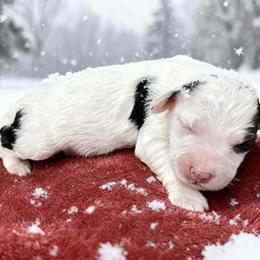 Winter - Black and white male Bernedoodle puppy in Atlanta, Georgia from RockaDoodles
