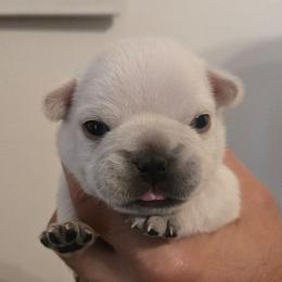 Maple - Cream female French Bulldog puppy in Okmulgee, Oklahoma from Diamond Dreams French Bulldogs