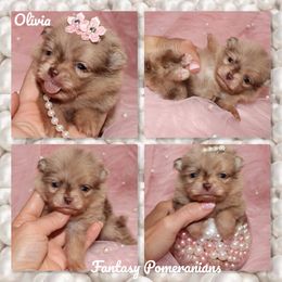 Olivia - Chocolate merle female Pomeranian puppy in Anna, Texas from Fantasy Pomeranians & Fantasy Aussies
