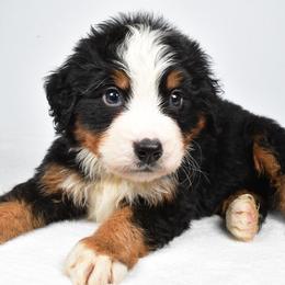 Aspen - Black rust and white male Bernese Mountain Dog puppy in Millersburg, California from Smith Farms and Kennels