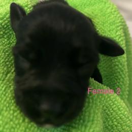 Female 2 - Black female Miniature Schnauzer puppy in Granville, Ohio from Shull Mini Schnauzers
