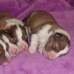 Shetland Sheepdogs from Windsong Shelties