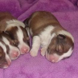 Shetland Sheepdogs from Windsong Shelties