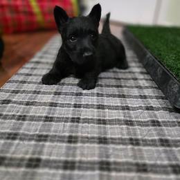 Boy 4 - Black male Scottish Terrier puppy in Seymour, Missouri from Fairview's Precious Pups