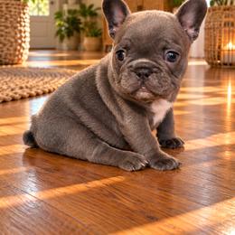 Blue - Blue female French Bulldog puppy in Reading, Pennsylvania from Roxy & Co.