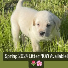 Labrador Retriever Puppies from Sunflower Hill AKC Champion Lineage Labrador Retriever Puppies