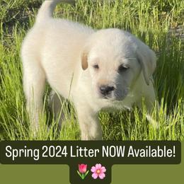 Labrador Retriever Puppies from Sunflower Hill AKC Champion Lineage Labrador Retriever Puppies