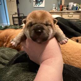 Milan - Red male Shiba Inu puppy in Zionsville, Indiana from Hana Shibas