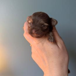 Finnegan - Black and tan brindle male Havanese puppy in Zanesville, Ohio from Charlotte Landry
