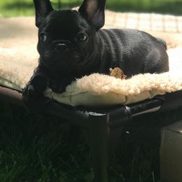 French Bulldog Puppies from Winsome French Bulldogs