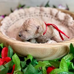 Coral (red) - Apricot female Goldendoodle puppy in Haltom City, Texas from Ohana Doodles