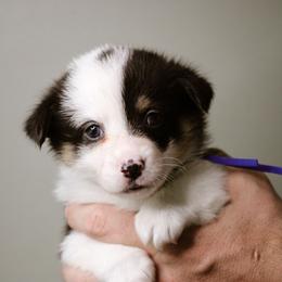 Leah - Black and tan female Pembroke Welsh Corgi puppy in South Otselic, New York from Ridge Top Corgis