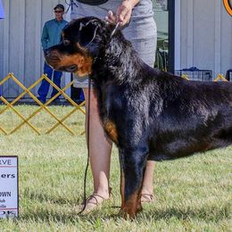 Rottweilers from Rottweiler vom Hause Wolf