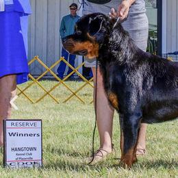 Rottweilers from Rottweiler vom Hause Wolf