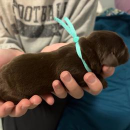 Teal Collar - Chocolate female Labrador Retriever puppy in Archer Lodge, North Carolina from Archer Lodge Labradors