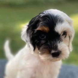 Australian Labradoodles, Bernedoodles, and Cockapoos from Dream Doodles and Cockapoos