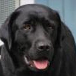 Labrador Retrievers from Sheridan Ranch Labradors