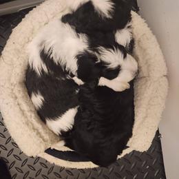 Goldendoodle, Golden Retriever, and Sheepadoodle Puppies from Guppy Puppies