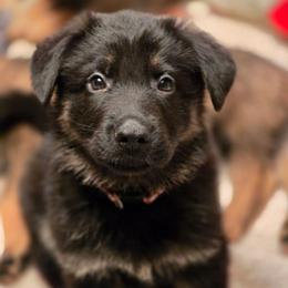 Brown Collar (Judo) - Black and red male German Shepherd puppy in Hermitage, Pennsylvania from Shepherds of the Hundred Acres