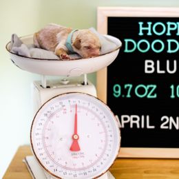 Aussiedoodle, Double Doodle, Goldendoodle, and Poodle Puppies from Hope’s Doodles