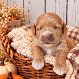 Biscuit - Red  male Goldendoodle puppy in Atwood, Oklahoma from Luxe Doodle Haven