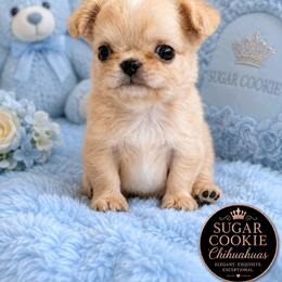 Chihuahua Puppies from Sugar Cookie Chihuahuas