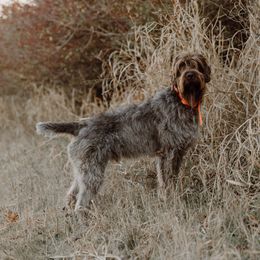 River - Wirehaired Pointing Griffon
