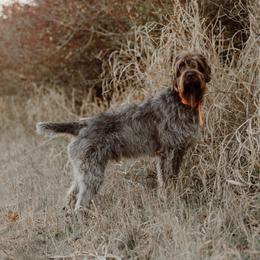 River - Wirehaired Pointing Griffon