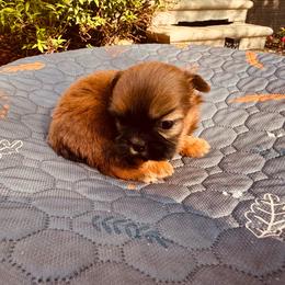 Mateo - Red male Shih Tzu puppy in Detroit, Michigan from Friends4everkennel LLC