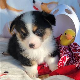 Red bandana boy - Black and tan male Pembroke Welsh Corgi puppy in Cherokee, Oklahoma from MCS Farms-OK