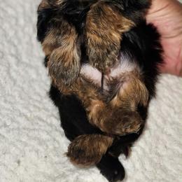 KA girl - Blue and gold female Yorkshire Terrier puppy in Alburnett, Iowa from Hobbs Shire Yorkies