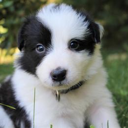 Border Collie Puppies from Team Reeves Ranch