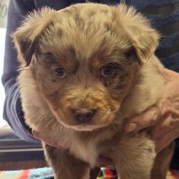 Dyna - Red merle female Miniature Australian Shepherd puppy in Martin, South Dakota from Kings Point Mini and Toy Aussies