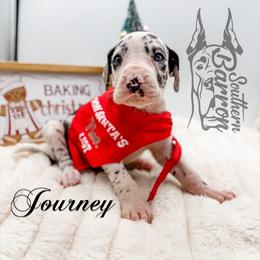 Journey - Harlequin female Great Dane puppy in Prairieville, Louisiana from Southern Barron Danes & Dachshunds